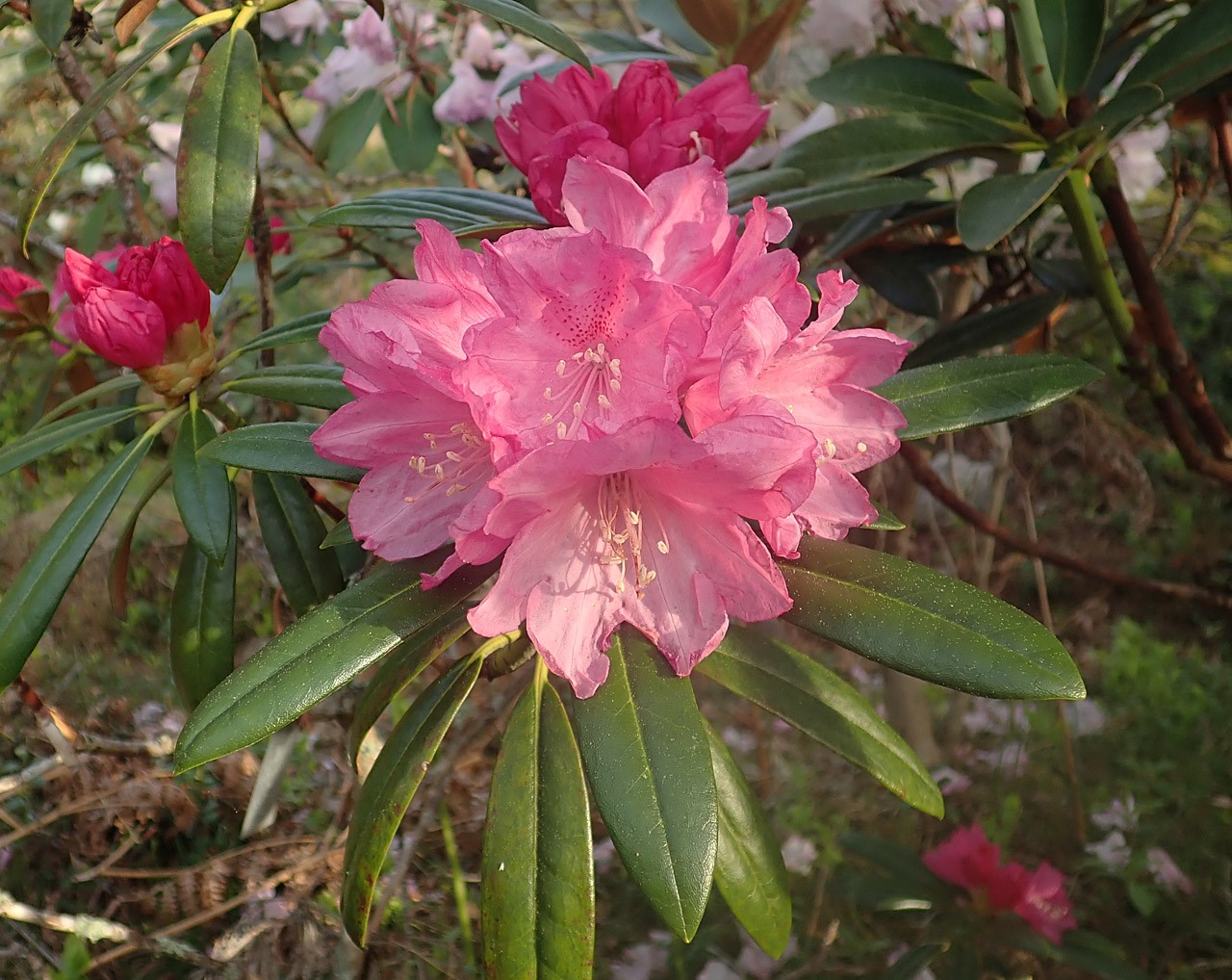 R. degronianum ssp. heptamerum var. hondoense f. micranthum